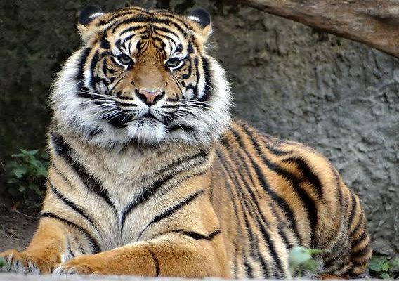 Sumatran tiger