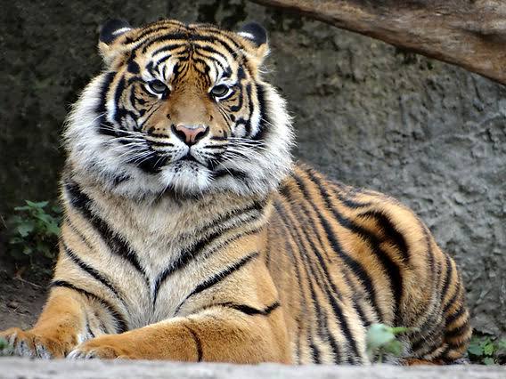 Sumatran tiger 