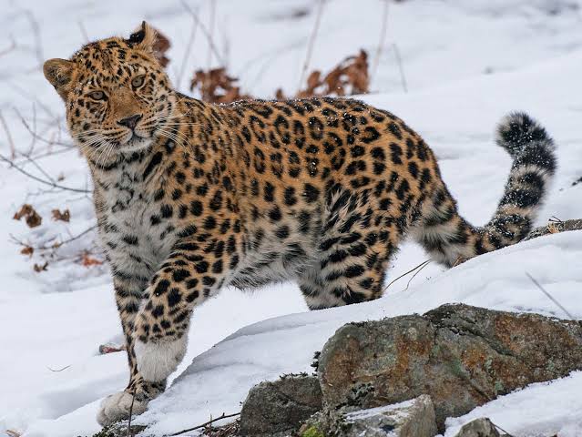 Amur leopard 